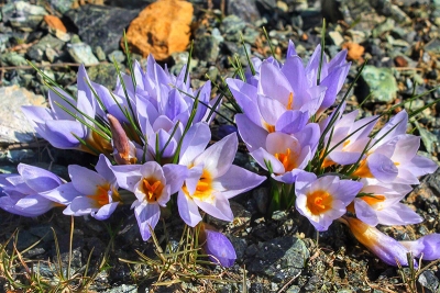Kocaeli’de yeni bitki türü keşfedildi