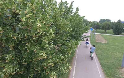 Kocaeli’yi ıhlamur ağaçlarının kokusu bürüdü