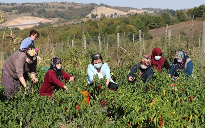 Kullanılmayan tarım arazilerini kadınlara açıyor