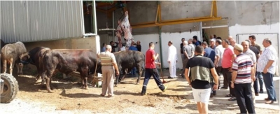 KURBAN KESİMİNE DEVAM...