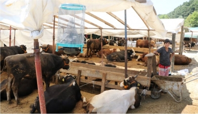 Kurban satış yerleri ilaçlanıyor