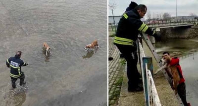 Kurtardıkları köpekleri elleriyle kuruladı