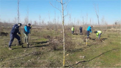 KURUYAN AĞAÇLARIN YERİNE YENİ FİDANLAR DİKİLDİ