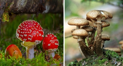 MANTAR TÜKETMENİN ÖNEMİNDEN BAHSETTİ