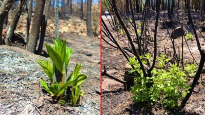 Muğla ormanları küllerinden doğuyor
