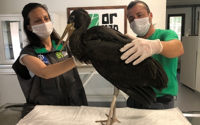 Nadir görülen ‘Kara Leylek’ Ormanya’da