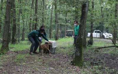 Ormanya, yaban hayvanlarına umut oluyor