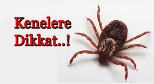Park ve bahçelerde kenelere dikkat!