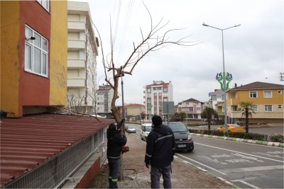 Park ve Bahçelerden Budama Çalışması