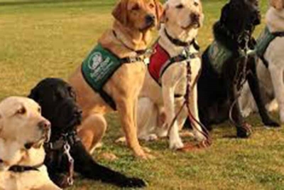 Rehber Köpekler Derneği destek olmaya devam ediyor