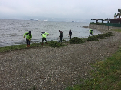 Sahillerdeki yosun temizliği devam ediyor