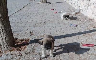 ŞAHİN HAYVANSEVERLERE SESLENDİ