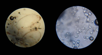 ŞAHİN OKULLARA HAZIR PREPARAT GÖNDERECEK