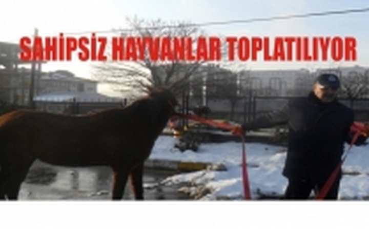 Sahipsiz hayvanlar toplanıyor