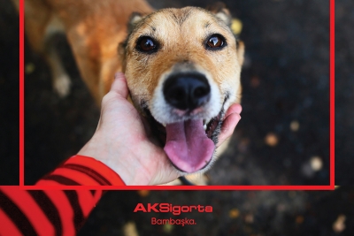 Sahipsiz kalan sokak hayvanlarının maması Aksigorta’dan