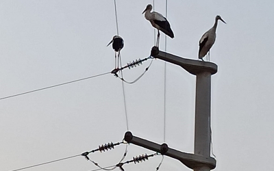 SEDAŞ, kanatlı dostlarımız için önlemlerini artırıyor