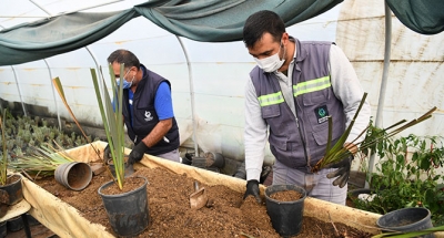 Serada bitki üretimi