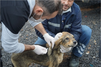 sevimli dostlar aşılanıyor