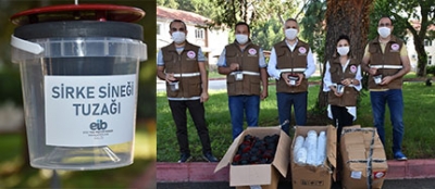 Sirke sineğine tuzaklı önlem