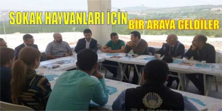 SOKAK HAYVANLARI İÇİN BİR ARAYA GELDİLER