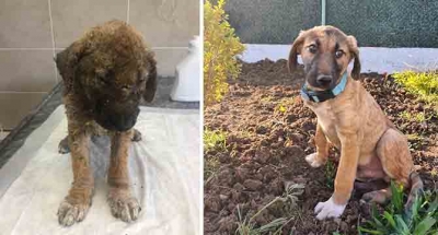 Sokak hayvanları sahipsiz değil