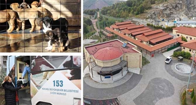 Sokak hayvanlarına 7/24 hizmet Büyükşehirden