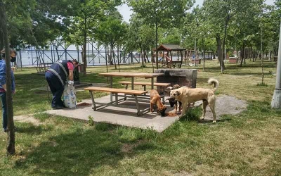 Sokak hayvanlarına mama ve su desteği