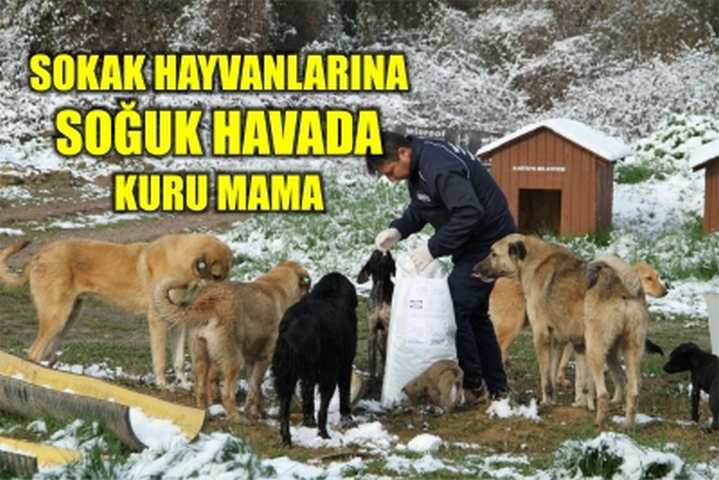 Sokak hayvanlarına soğuk havada kuru mama