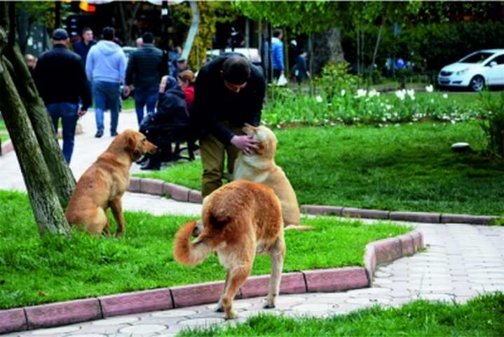 SOKAK KÖPEKLERİNDE KENE KONTROLÜ