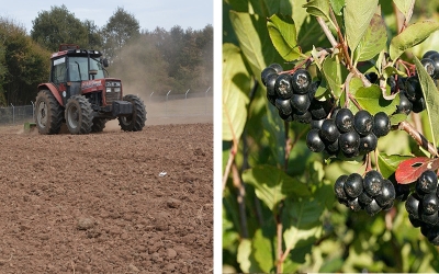 “Süper meyve” aronya için geri sayıma başladı