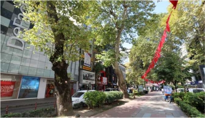Tarihi çınarlar bakımdan geçiyor