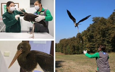 Tedavisi tamamlanan “Kara Leylek” artık göklerde