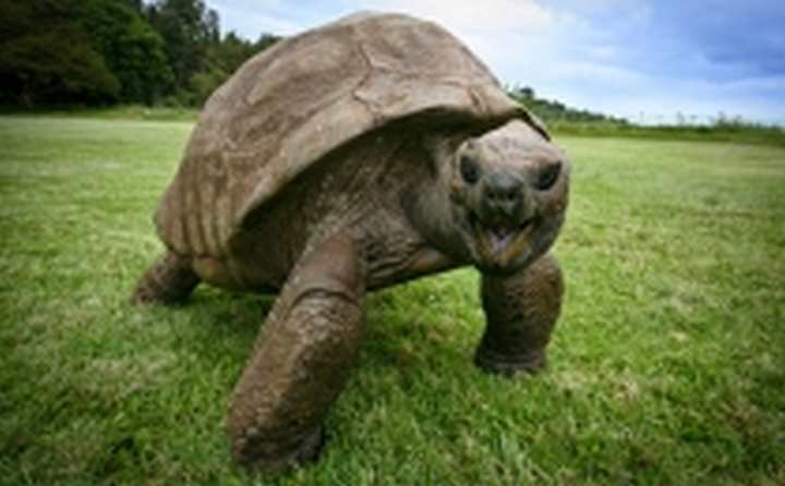 Türkiye'nin En Yaşlı Kaplumbağası
