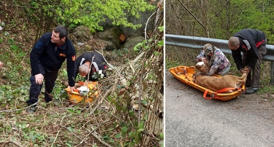 Uçurumdan düşen Buzağıyı Kocaeli İtfaiyesi kurtardı