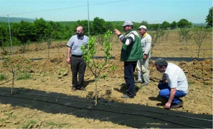 UYGULAMA MERKEZİNDEKİ FİDANLAR MEYVE VERMEYE BAŞLADI