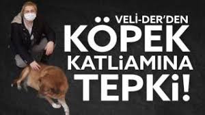 Veli-Der'den Köpek Katliamına Tepki