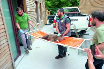 Yaralı boz ayı Ormanya’da yaşama tutundu