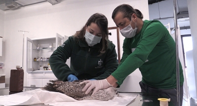 Yaralı martı Ormanya’da