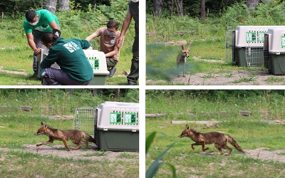 Yaralı tilkiler Ormanya’da tedavi edildi