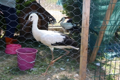 Yavru leylekler doğaya salınacak