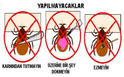 YAZ GELDİ... KENELERE DİKKAT