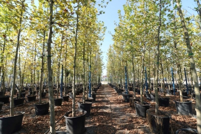 Yeni çınarlar yeşerecek