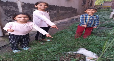 YiNE KEDiLER ÖLŪYOR