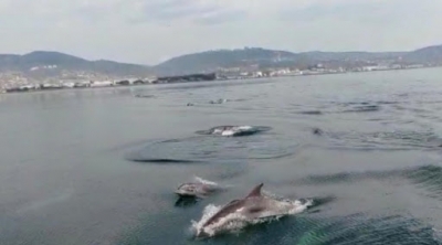 Yunuslar Körfez'de keyifli anlar yaşattı