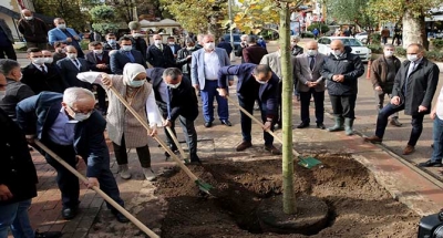 Yürüyüş yolunda 22 Çınar toprakla buluştu