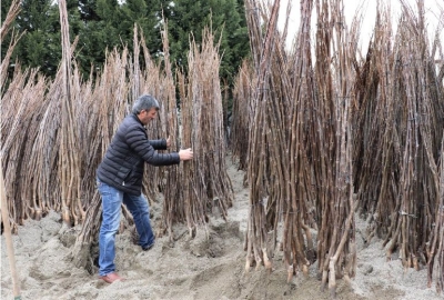 yüzde 50 hibeli fidan dağıtımı başladı