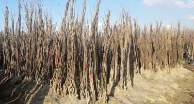 Yüzde 50 hibeli fidan desteği başvuruları başladı