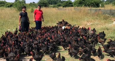 Yüzde 50 hibeli tavuk desteği çiftçilerin yüzünü güldürüyor